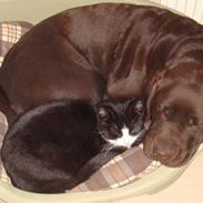 Labrador retriever Trixi