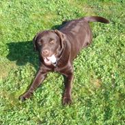 Labrador retriever Trixi