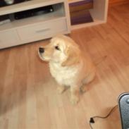 Golden retriever Anna Bell