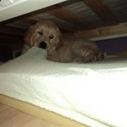 Golden retriever Anna Bell