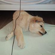 Golden retriever Anna Bell