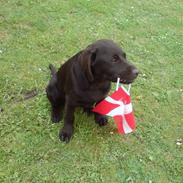Labrador retriever Trixi