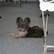 Blanding af racer Cuba