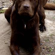 Labrador retriever Maxi