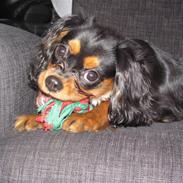 Cavalier king charles spaniel Fie (: