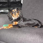 Cavalier king charles spaniel Fie (: