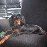 Cavalier king charles spaniel Fie (: