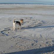 Ruhåret foxterrier Danfox Melody (Cleo)