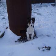 Border collie Zacho