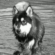 Alaskan malamute Qno