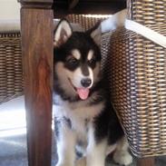 Alaskan malamute Qno