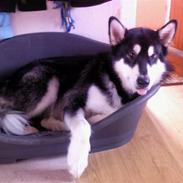 Alaskan malamute Qno