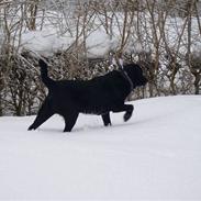 Labrador retriever Rofus