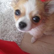 Chihuahua Abby