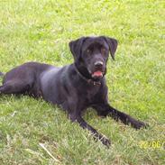 Labrador retriever Mille