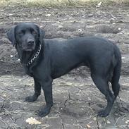 Labrador retriever Mille