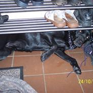 Labrador retriever Mille