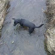 Labrador retriever Mille