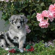 Australian shepherd Bella