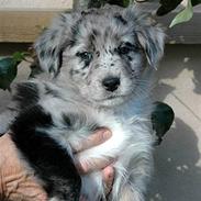 Australian shepherd Bella