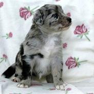 Australian shepherd Bella
