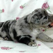 Australian shepherd Bella