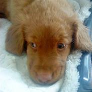Nova scotia duck tolling retriever Ronja