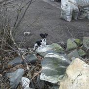 Jack russell terrier DeeJay "DJ"