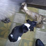 Jack russell terrier DeeJay "DJ"