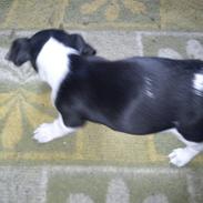 Jack russell terrier DeeJay "DJ"