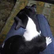 Jack russell terrier DeeJay "DJ"