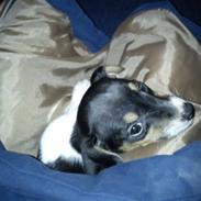 Jack russell terrier DeeJay "DJ"