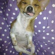 Chihuahua Kenzo <3 RIP