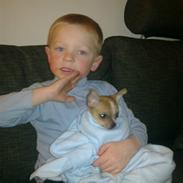 Chihuahua Kenzo <3 RIP