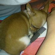 Chihuahua Kenzo <3 RIP