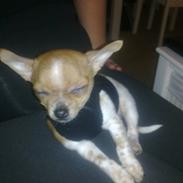 Chihuahua Kenzo <3 RIP