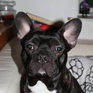 Fransk bulldog Anton
