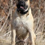 Bullmastiff > Benjamin <