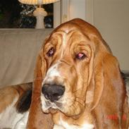 Basset hound Magda