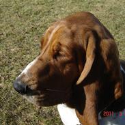 Basset hound Magda