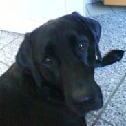 Labrador retriever Fie