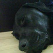 Labrador retriever Fie