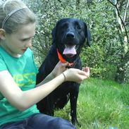 Labrador retriever Fie