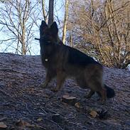 Schæferhund Elverhøj Amigo
