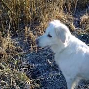 Golden retriever Zenta