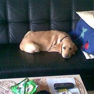 Labrador retriever Elvis