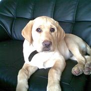 Labrador retriever Elvis