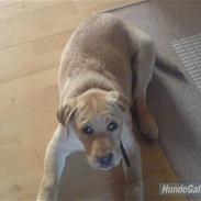 Labrador retriever Elvis