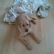 Labrador retriever Elvis