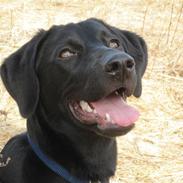 Blanding af racer Lupa